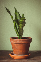 plant in a pot snake plant 