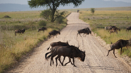 wildebeest cross the road wildlife safari africa