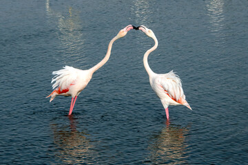Two flamingos in the water touching beaks with extended necks at Ras al Khor in Dubai