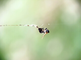 A mummified spider prey weighs in a cobweb. Passive attack technology.