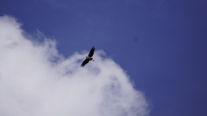 eagle in flight