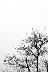 Leafless dried tree with copy space under the foggy evening sky