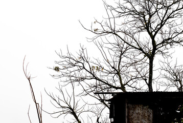 Leafless tree branches on an old broken rustic house under the foggy sky in the evening