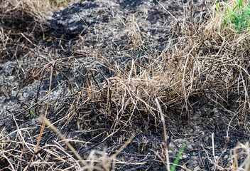 Selective focused burnt land of wild grass for agricultural fertilizer
