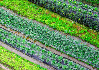 rows of vegetables