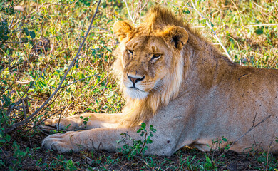 Naklejka na ściany i meble lion in the grass Serengeti
