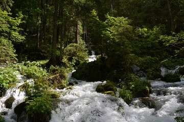 Obraz premium Mountain waterfall in the forest