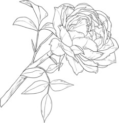 手描きのバラの花