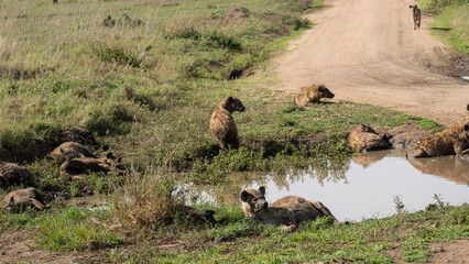 herd of hyena 