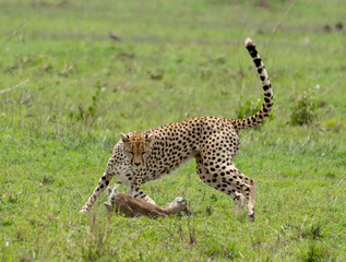 cheetah hunting and playing with food in serengeti afrika wildlife