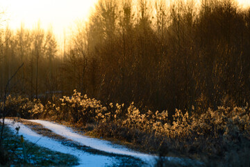 trail in forest in winter nearby a river with reed