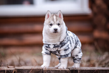 Cute siberian husky puppy in clothes near a wooden house - 482990316