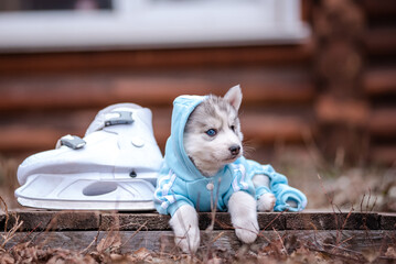 a husky puppy in blue clothes. Skates. - 482990343