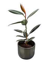 Ficus elastica burgundy leaves, Burgundy Rubber tree in pot, isolated on white background with clipping path