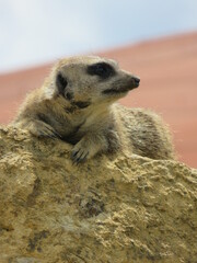 Suricate