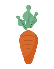 orange carrot illustration