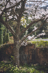 Fototapeta na wymiar 満開の桜の花の庭 春のお花見 日本九州福岡県久留米市