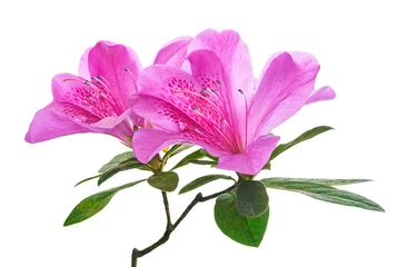 Poster Azaleas flowers with leaves, Pink flowers isolated on white background with clipping path   © Dewins