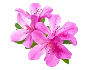 Selbstklebende Fototapete Azalee Azaleas flowers with leaves, Pink flowers isolated on white background with clipping path  