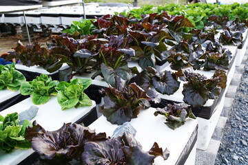 Hydroponic organic vegetables salad garden cultivation at home garden
