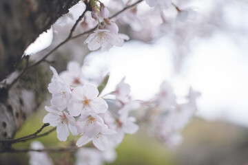 ソメイヨシノの桜の花が満開 春のお花見スポット 日本九州福岡県久留米市