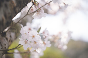 ソメイヨシノの桜の花が満開 春のお花見スポット 日本九州福岡県久留米市