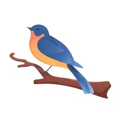 Eastern Bluebird Perched on branch with isolated background