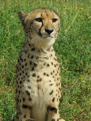 Guépard