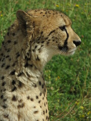 Guépard