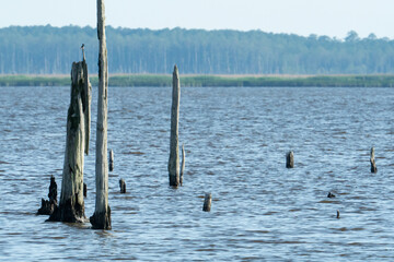 remnants of a wooden boat launch dock or fishing jetty wood boardwalk pier now sunken and rotting away in the salty marsh after hurricane storm surge washed it into the ocean
