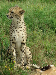 Guépard