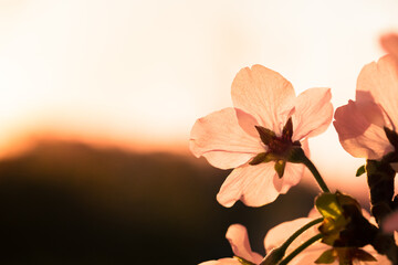 朝陽とピンク色の桜の花のアップ