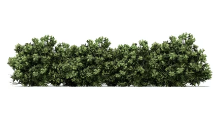 Foto op Aluminium 3d green thyme bush isolated on whitebackground © Keyframe's