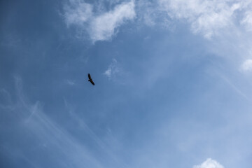 bird in the sky