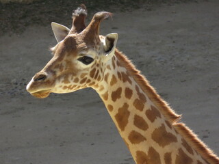 Giraffe face