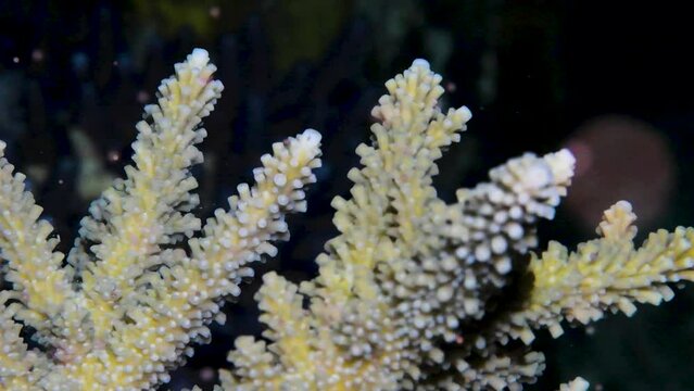 Yellow Acropora corals releasing coral gametes during coral spawning event in the South Pacific 