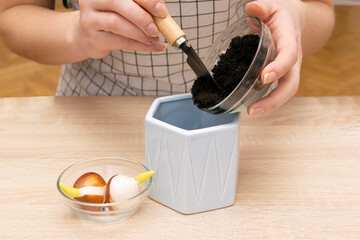 instruction how woman gardening, replants and transplanting flower plant bulbs in a new pot basket