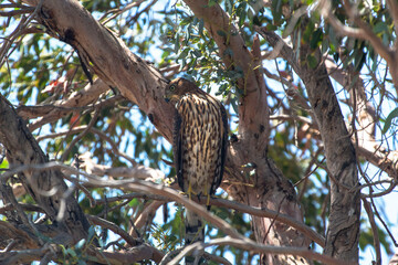 A Coppers Hawk sitting in a tree
