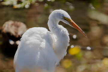 A great Egret close up