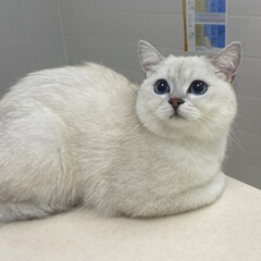cat at the vet