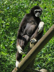 gibbon