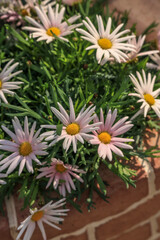 flowers in the garden