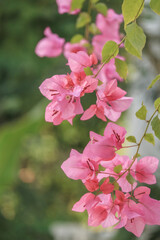 pink flowers in the garden