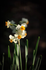 flowers in the field