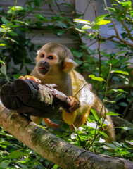 Obraz premium Saïmiri