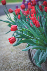 red tulips in the garden