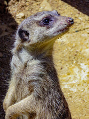 Suricate