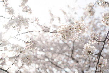 Fototapeta na wymiar ソメイヨシノの桜の花が満開 春のお花見スポット 日本九州福岡県久留米市