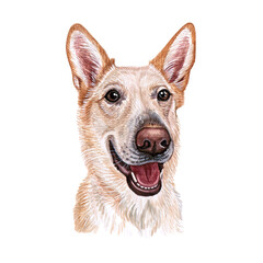 Watercolor illustration of a funny dog. Hand made character. Portrait cute dog isolated on white background. Watercolor hand-drawn illustration. Popular breed dog.