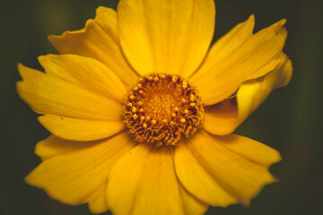 macro de una hermosa flor color amarillo